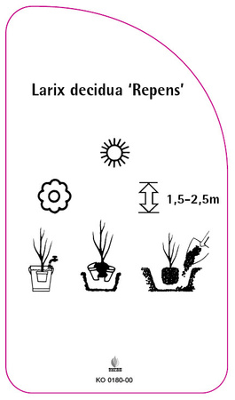 Larix decidua 'Repens'