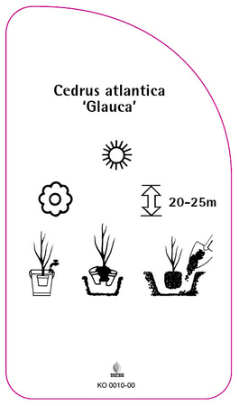 Cedrus atlantica 'Glauca'