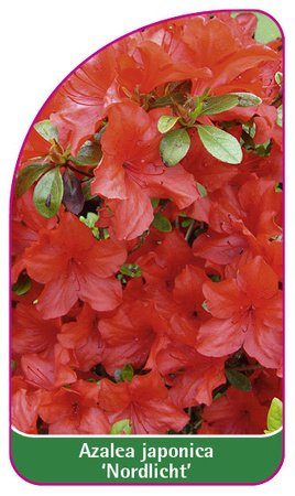 Rhododendron impeditum 'Nordlicht'