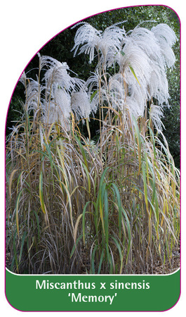 Miscanthus x sinensis 'Memory'