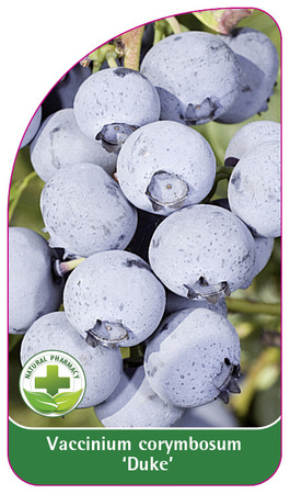 Vaccinium corymbosum 'Duke'
