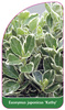 Euonymus japonicus 'Kathy'