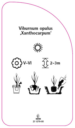 Viburnum opulus 'Xanthocarpum'