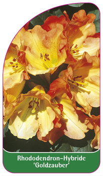 Rhododendron-Hybride 'Goldzauber'