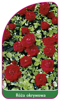 Roza okrywowa Nr. 301 B