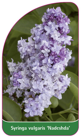 Syringa vulgaris 'Nadeshda'