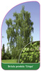 Betula pendula 'Crispa'