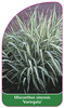 Miscanthus sinensis 'Variegata'