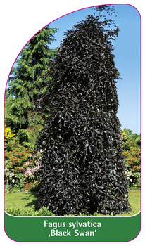 Fagus sylvatica 'Black Swan'