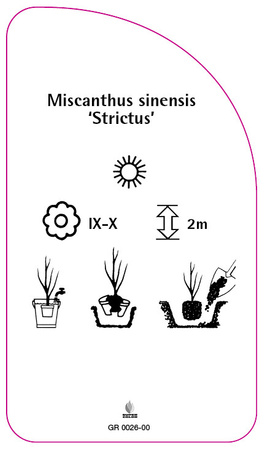 Miscanthus sinensis 'Strictus'