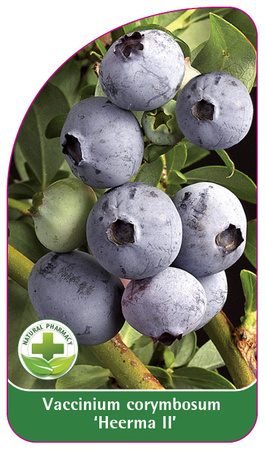 Vaccinium corymbosum 'Heerma II'