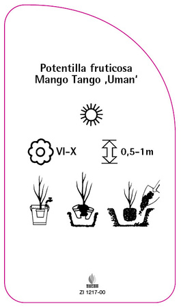 Potentilla fruticosa Mango Tango ,Uman'