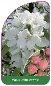 Malus 'John Downie'
