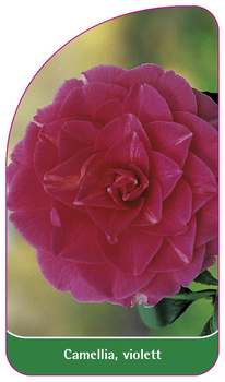 Camellia, violett