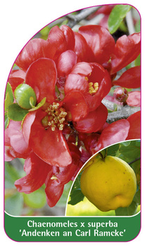 Chaenomeles x superba 'Andenken an Carl Ramcke'