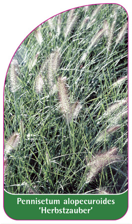 Pennisetum alopecuroides 'Herbstzauber'