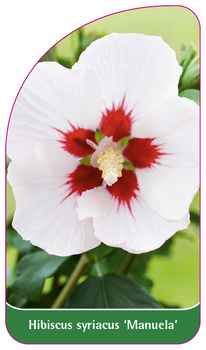 Hibiscus syriacus 'Manuela'
