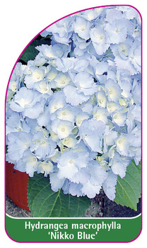 Hydrangea macrophylla 'Nikko Blue'