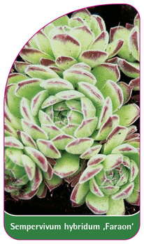 Sempervivum hybridum ,Faraon'