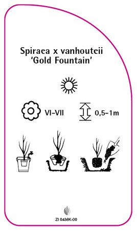 Spiraea x vanhoutteii 'Gold Fountain'
