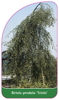 Betula pendula 'Tristis'
