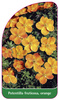 Potentilla fruticosa, orange