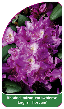 Rhododendron catawbiense 'English Roseum'