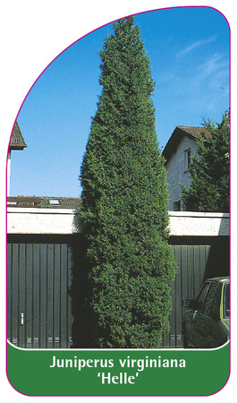 Juniperus virginiana 'Helle'