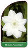 Clematis 'Moonlight'