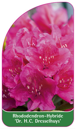 Rhododendron-Hybride 'Dr. H. C. Dresselhuys'