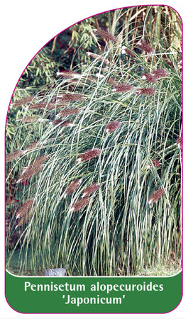 Pennisetum alopecuroides 'Japonicum'