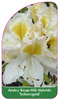 Azalea Knap-Hill-Hybride 'Schneegold''