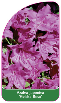 Azalea japonica 'Geisha Rosa'