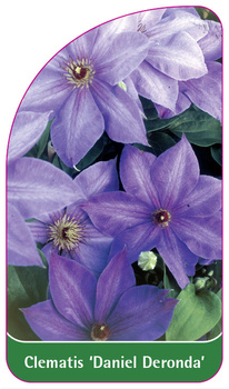 Clematis 'Daniel Deronda'