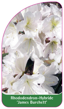 Rhododendron-Hybride 'James Burchett'