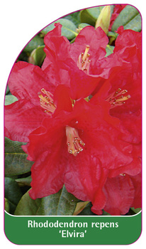 Rhododendron repens 'Elvira'