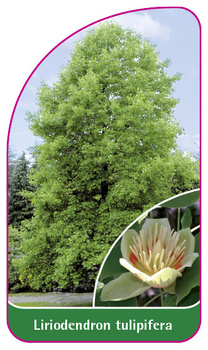 Liriodendron tulipifera