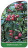Symphoricarpos, rot