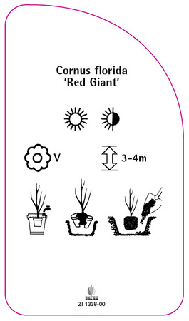 Cornus florida 'Red Giant'