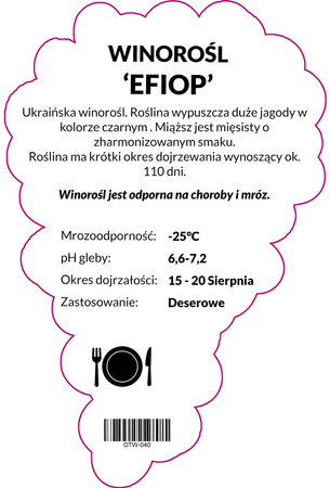 Winorośl Efiop