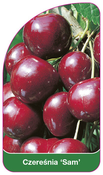 Czeresnia 'Sam'
