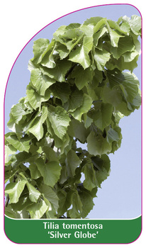 Tilia tomentosa 'Silver Globe'