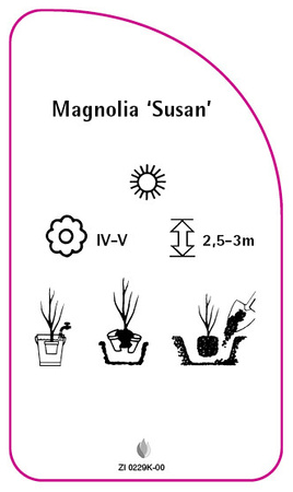 Magnolia 'Susan'