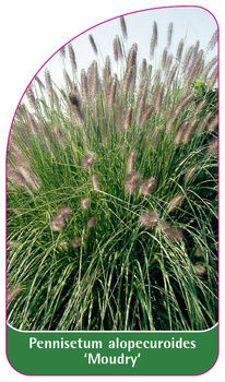 Pennisetum alopecuroides 'Moudry'
