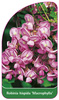 Robinia hispida 'Macrophylla'