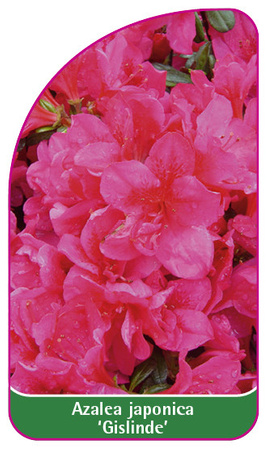 Azalea japonica 'Gislinde'