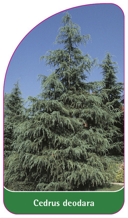 Cedrus deodara