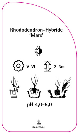 Rhododendron-Hybride 'Mars',