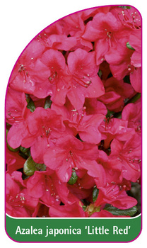 Rhododendron Azalea Japonica 'Little Red'