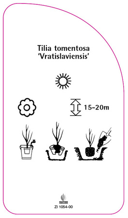 Tilia tomentosa 'Vratislaviensis'